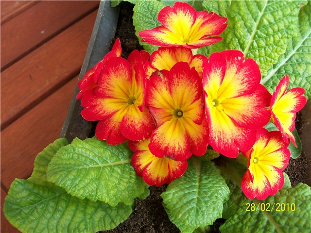 jaglac - lat. primula vulgaris 